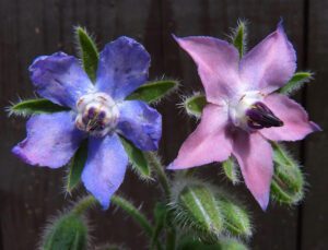 Growing Borage: Best Guide for Organic Production