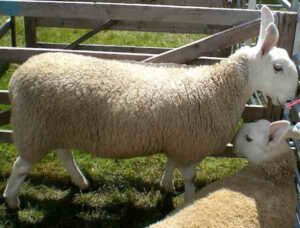 Border Leicester Sheep Characteristics & Uses