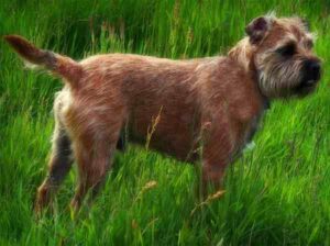 Border Terrier Dog: Characteristics, Origin, Lifespan