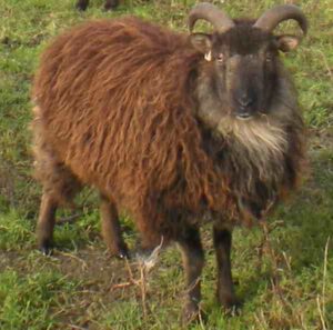 Boreray Sheep Characteristics, Origin & Uses Info