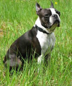 Boston Terrier Dog: Characteristics, Origin, & Lifespan