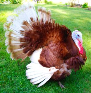 Bourbon Red Turkey Farming: Profitable Business Plan