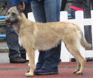 Bouvier des Ardennes Dog: Characteristics, Origin