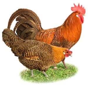 Braekel Chicken Farming: Business Starting Plan