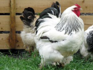 Brahma Chicken Farming: Start Profitable Business