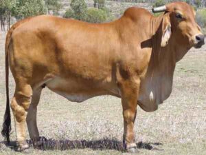 Brahman Cattle: Characteristics, Uses, Origin