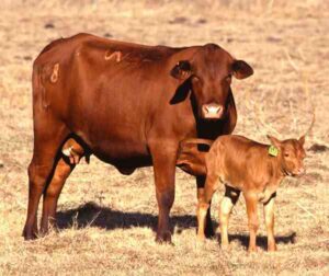 Brangus Cattle Characteristics, Uses & Origin