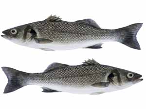 branzino fish, branzino fish taste, branzino fish recipes, branzino fish nutrition, branzino fish health benefits