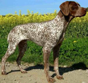 Braque Francais Dog: Characteristics, Temperament, Lifespan
