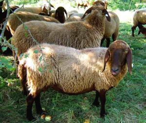 Braunes Bergschaf Sheep Characteristics, Uses