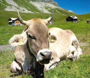 Braunvieh Cattle Characteristics, Uses & Origin