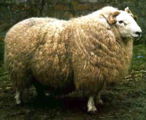 Brecknock Hill Cheviot Sheep Characteristics & Uses