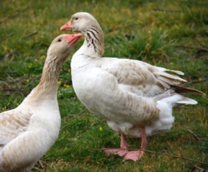 Brecon Buff Goose Characteristics, Origin & Uses