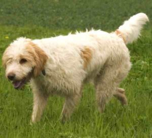 Briquet Griffon Vendeen Dog: Characteristics, Origin