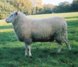 British Milk Sheep Characteristics, Uses & Origin