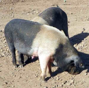 British Saddleback Pig: Characteristics, Specialties & Tips