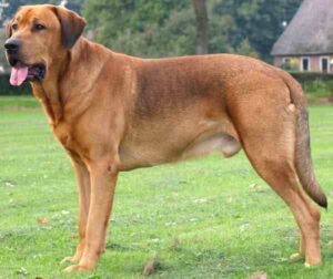 Broholmer Dog: Characteristics, Origin, Temperament