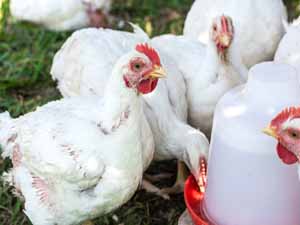 broiler, broilers, broiler chicken, broiler chickens, broiler chicken characteristics, broiler chicken breeds, broiler chicken farming, broiler chicken lifespan