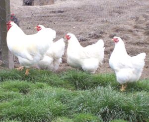 Raising Chickens for Meat: Best Steps for High Production