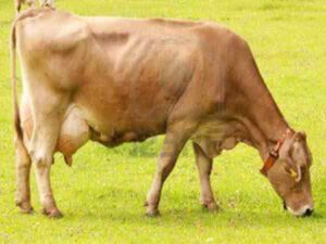 Brown Swiss Cattle: Characteristics, Origin, Uses