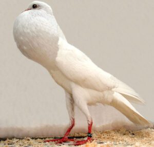 Brunner Pouter Pigeon Characteristics, Uses & Origin