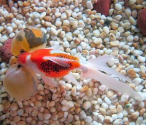 Bubble Eye Goldfish Characteristics, Diet, Breeding