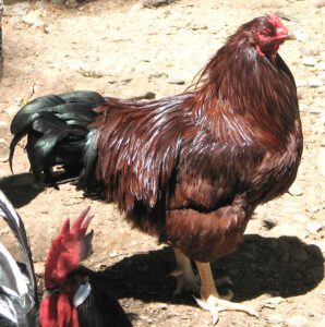 Buckeye Chicken Farming Business Starting Plan