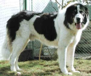 Bucovina Shepherd Dog: Characteristics, Temperament