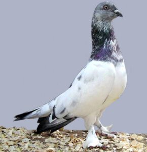 Budapest Highflyer Pigeon: Characteristics & Best 8 Facts