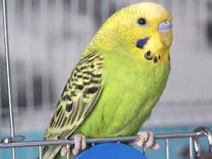 budgies, budgerigar bird care, caring for budgerigar birds, how to care for budgies, how to care for budgerigar birds