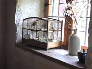 budgerigar, budgerigars, budgerigar birds, budgerigar cage setup, budgerigar birds cage, budgerigar birds cage setup