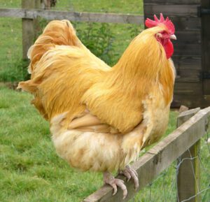 Raising Buff Orpington Roosters: Best 21 Facts & Tips