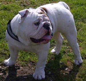 Bulldog: Characteristics, Origin, Temperament & Lifespan
