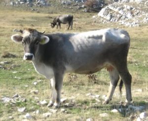 Busa Cattle Characteristics, Uses & Origin Info