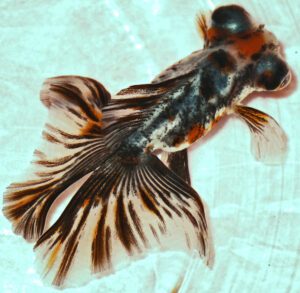 Butterfly Tail Goldfish Characteristics, Diet, Breeding