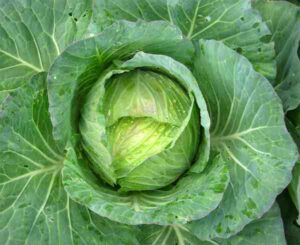 Cabbage Farming