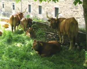 Cachena Cattle Characteristics, Uses & Origin