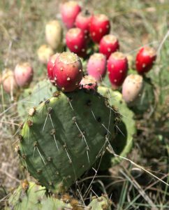 Cactus Farming: Business Plan For Beginners