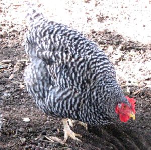 California Gray Chicken Characteristics & Temperament