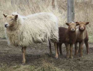 California Red Sheep Characteristics, Uses & Origin