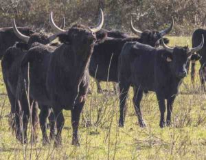 Camargue Cattle Characteristics, Uses & Origin