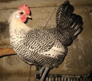 Campine Chicken Farming: Business Starting Plan