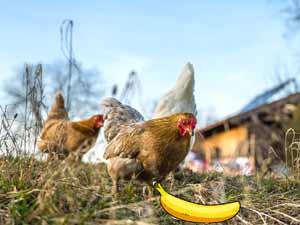 can chickens eat bananas, are bananas safe for chickens, are bananas good for chickens, how to feed bananas to chickens