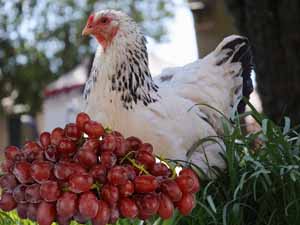 can chickens eat grapes, can chickens eat green grapes, can chickens eat red grapes, can chickens eat grape seeds, are grapes safe for chickens