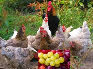 can chickens eat grapes, can your chickens eat grapes, are grapes safe for your chickens, can chickens eat grapes seeds, can chickens eat green grapes, how to feed grapes to your chickens