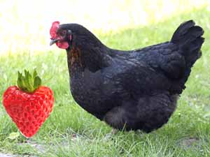 can chickens eat strawberries, are strawberries safe for chickens
