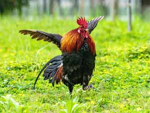 can chickens fly, how far can chickens fly, do chicken fly, can chicken fly, how high can chickens fly