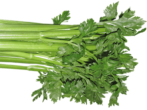 celery, feeding celery to your dog, can dogs eat celery, is celery good for dogs