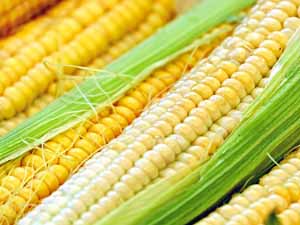 corn, sweet corn, can dogs eat corn, benefits of corn for dogs, nutritional value of corn for dogs
