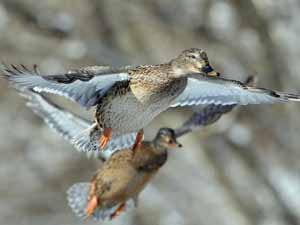 can ducks fly, flying ducks, how far can ducks fly, how long can ducks fly